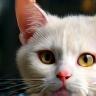 Emma's cat Bella after grooming
