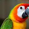 Imran’s parrot Cody playing with new toys