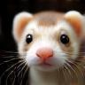 Louis’s ferret Eddie