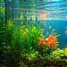 Priya's new family aquarium