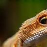 Alice’s gecko Hugo exploring his terrarium