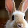 Sophie’s rabbit Lila at home