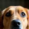 Callum's dog Max, adopted from Windsor Pet Emporium